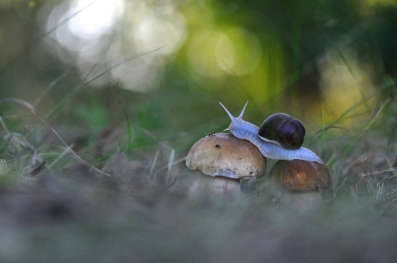 , Макеев Алексей