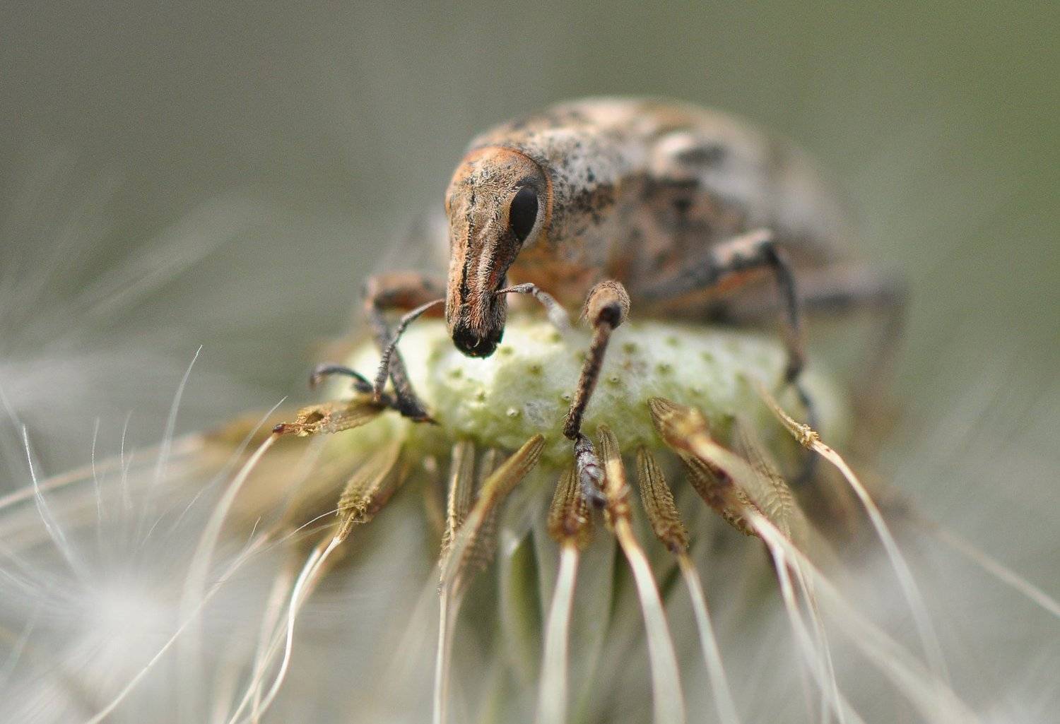 , Макеев Алексей