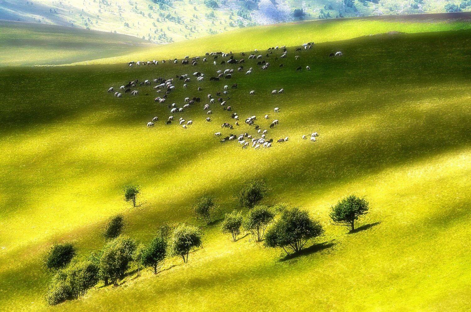 кавказ, пастбища, лето, Владимир Штыриков