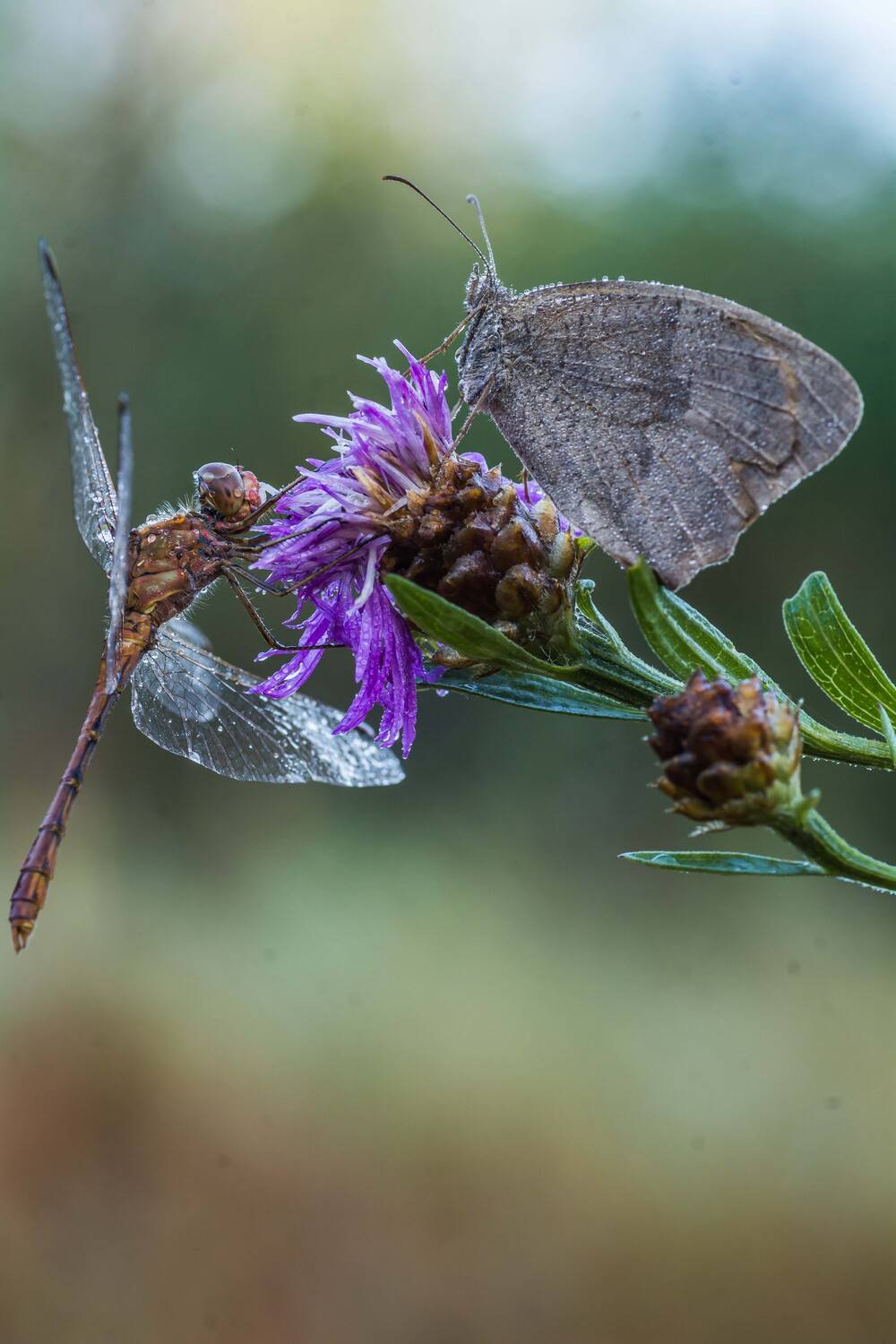 , Роман Зайцев