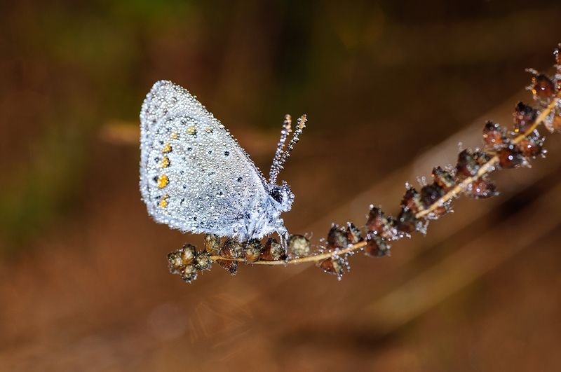 Хрустальный мир фото превью