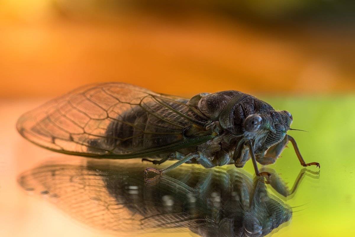 природа, макро, насекомые, цикада, Александр Земляной