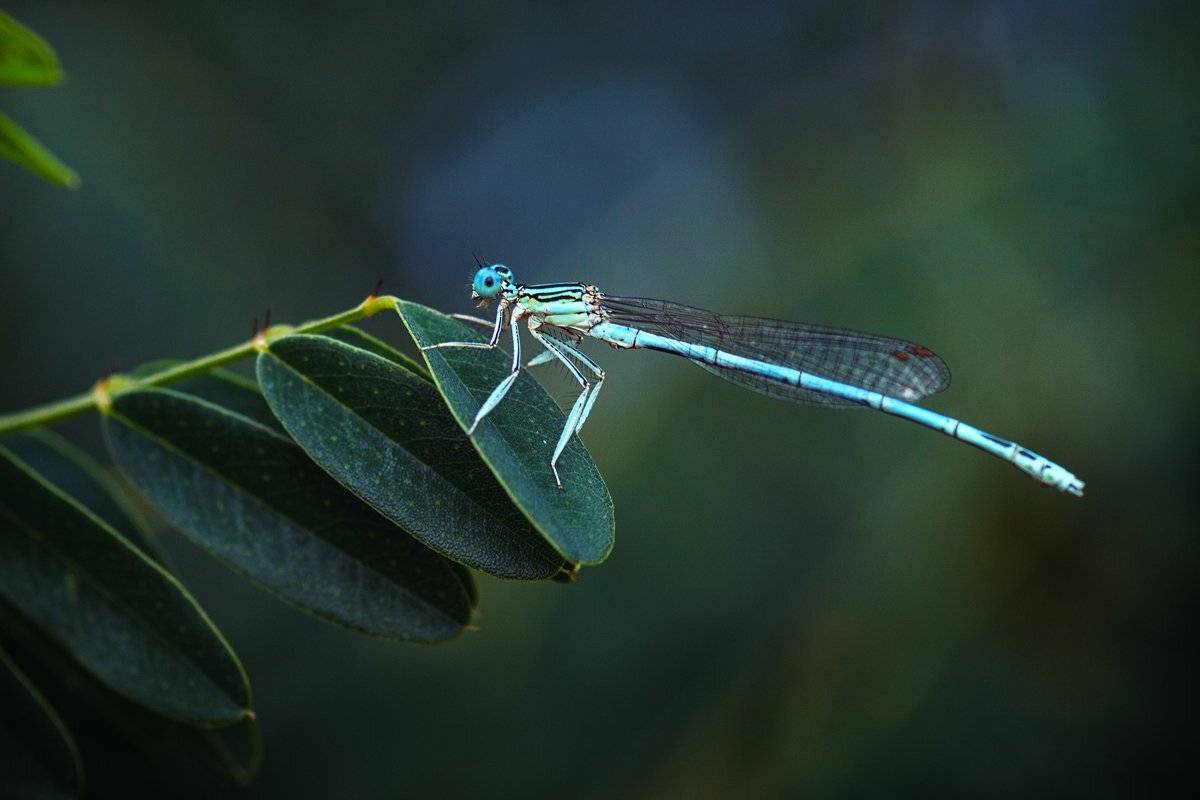 moment, момент, beautiful, красивый, beauty of nature, красота природы, macro lens, tokina 100 macro, insect, насекомое, dragonfly, стрекоза, blue, голубая, summer, лето,, Наталья Терентьева