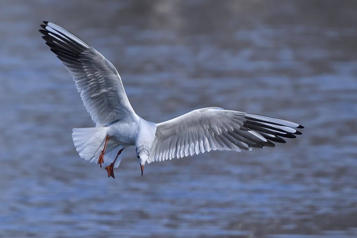 птицы birds, Jaroslav Mego