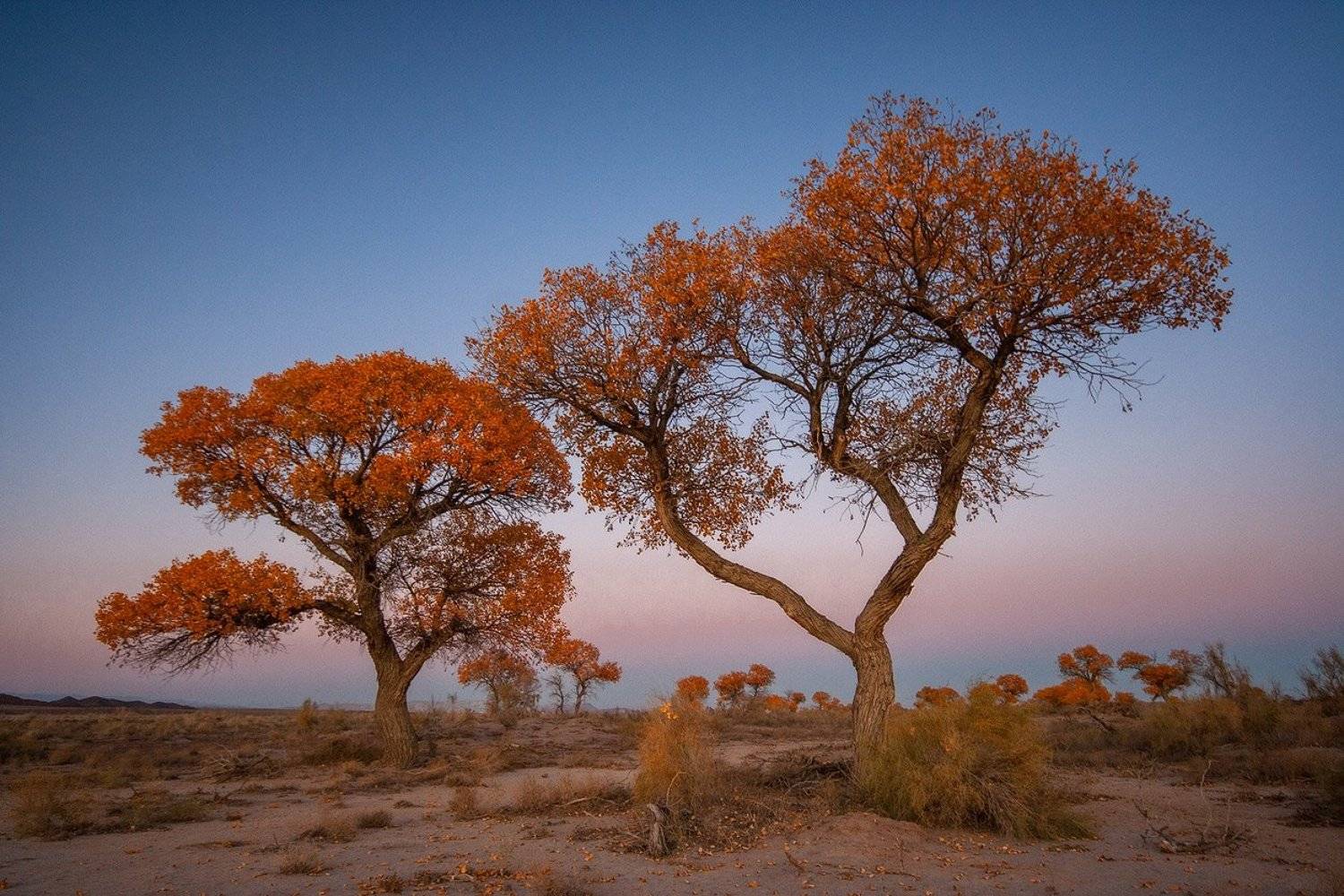 Туранга, дерево в степи, дерево в песках, желтое дерево, желтая листва, степь, пески, осень, осеннее, казахстан. алтын-эмель, Andrey Shishkalov