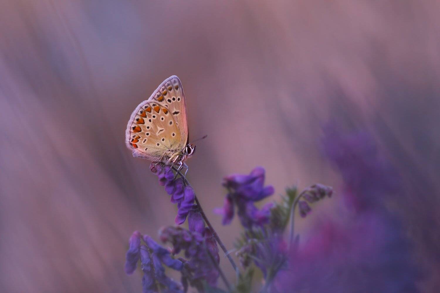 macro,макро, Евгений Лукашук