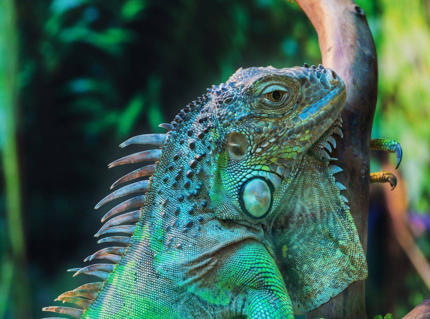 игуана, Олег Богданов