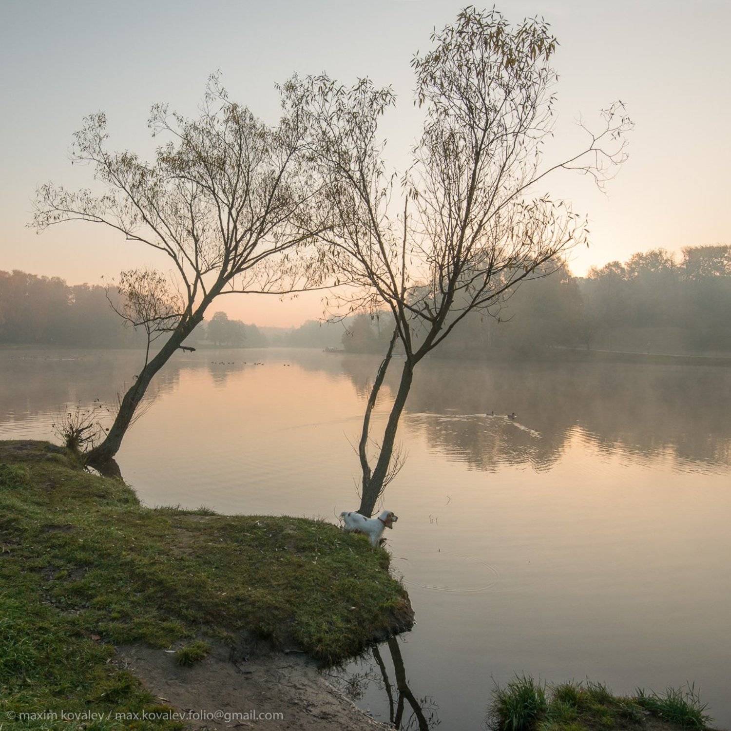 Kuzminki, animal, autumn, bird, dog, duck, fog, gauze, haze, morning, nature, park, plant, pond, steam, sunrise, tree, water, willow, Берта, Кузьминки, вода, восход, дерево, дымка, животное, ива, мгла, осень, пар, парк, природа, пруд, птица, пёс, растение, Максим Ковалёв