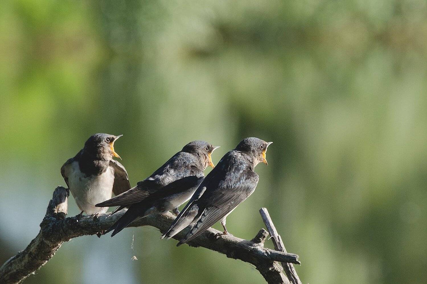 деревенские ласточки, птицы, Михаил Агеев