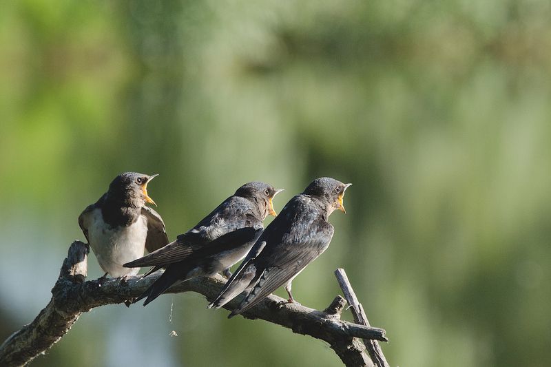 На три голоса фото превью