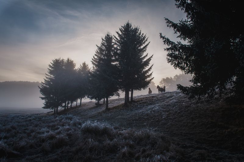 Bulgaria, nikkor 24-70 horses фото превью