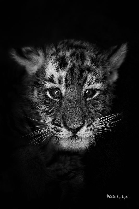 Portraits of animals фото превью