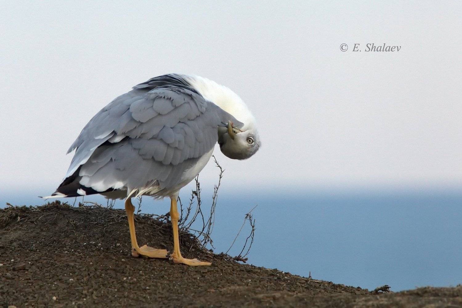 хохоту́нья, степная чайка,larus cachinnans,birds,птица,птицы,фотоохота,чайка, Евгений