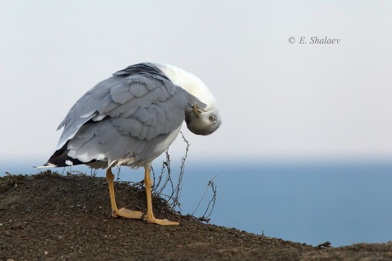 хохоту́нья, степная чайка,larus cachinnans,birds,птица,птицы,фотоохота,чайка А так вы интересней ! фото превью