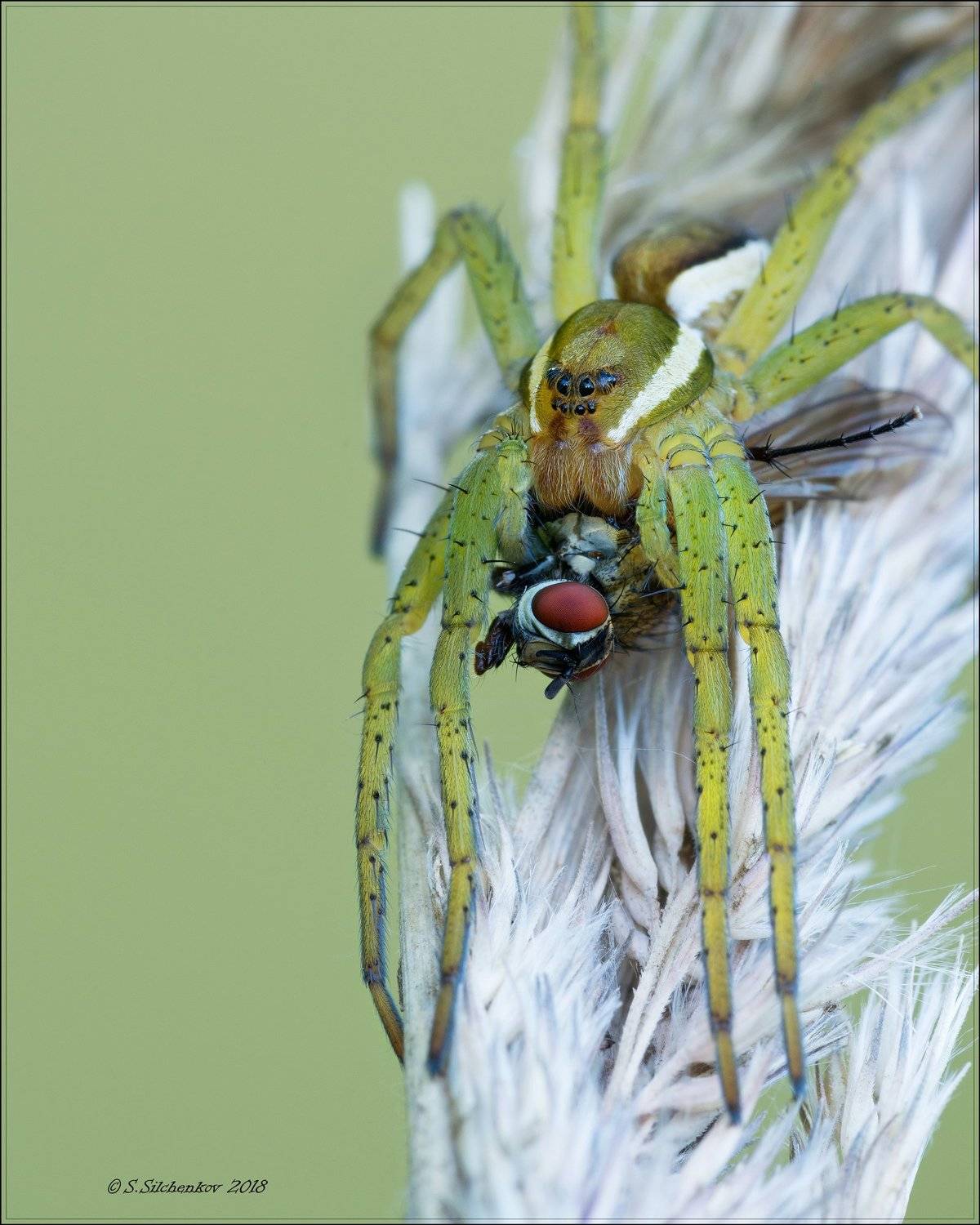 паук муха, Сергей Сильченков