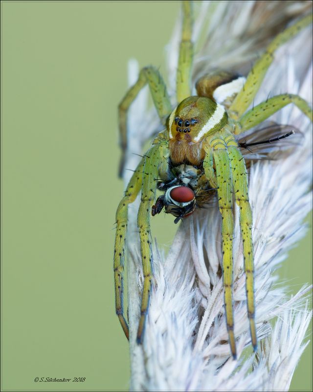 паук муха Первый шаг в мир Макро. фото превью