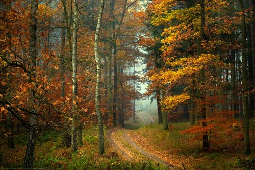 Forest road