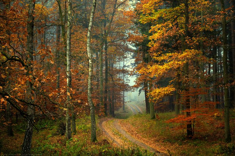Forest road