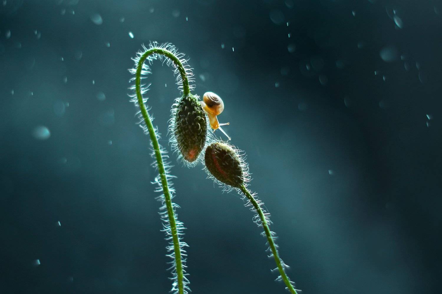 макро, природа, улитка, мак, Чернобай Анна