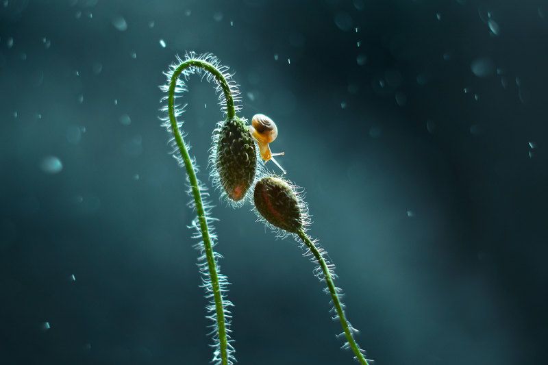 макро, природа, улитка, мак  фото превью