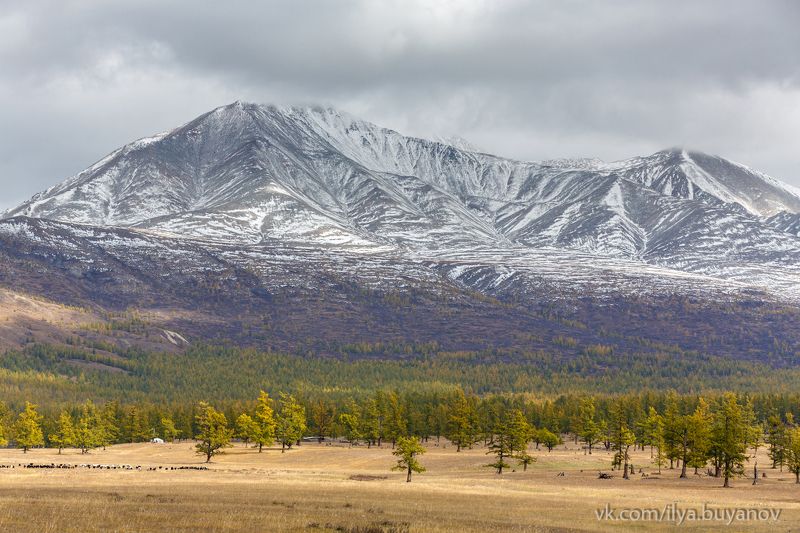 Mönkh Saridag фото превью