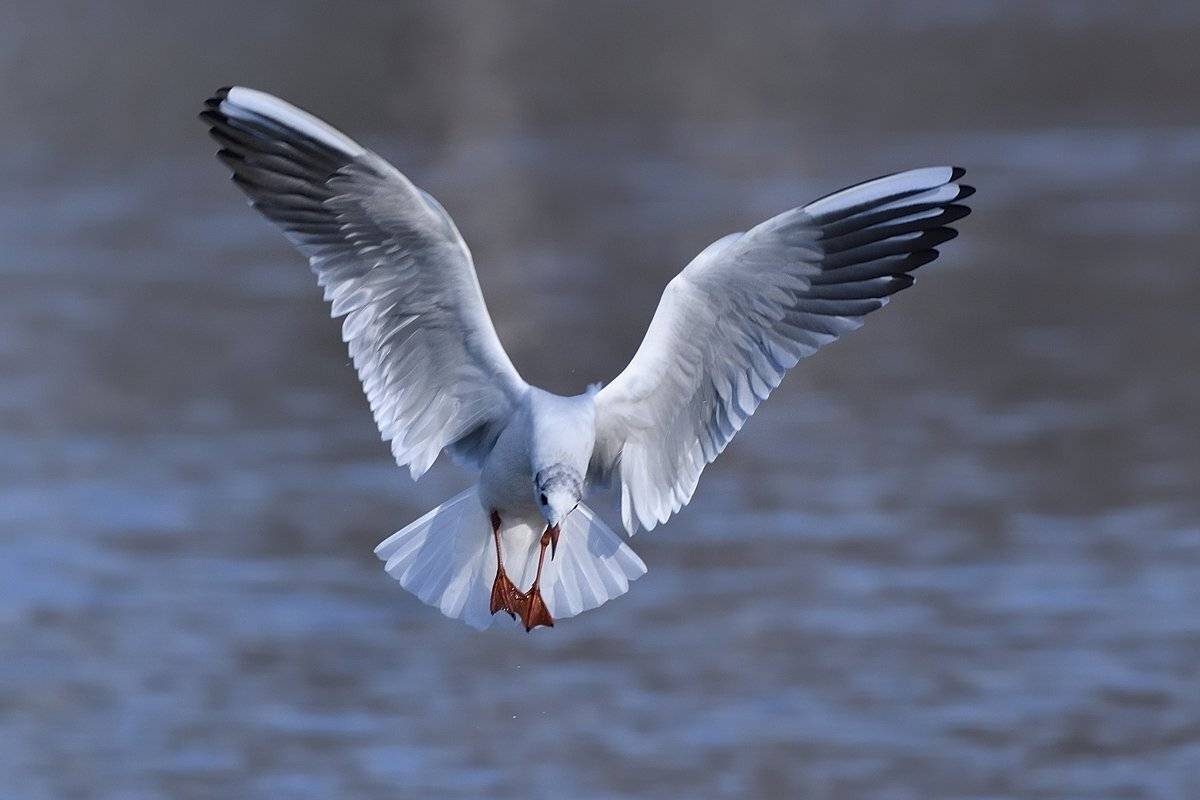 птицы birds, Jaroslav Mego