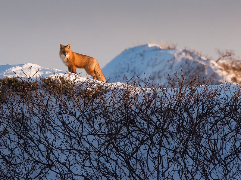 Лисьи уловки фото превью