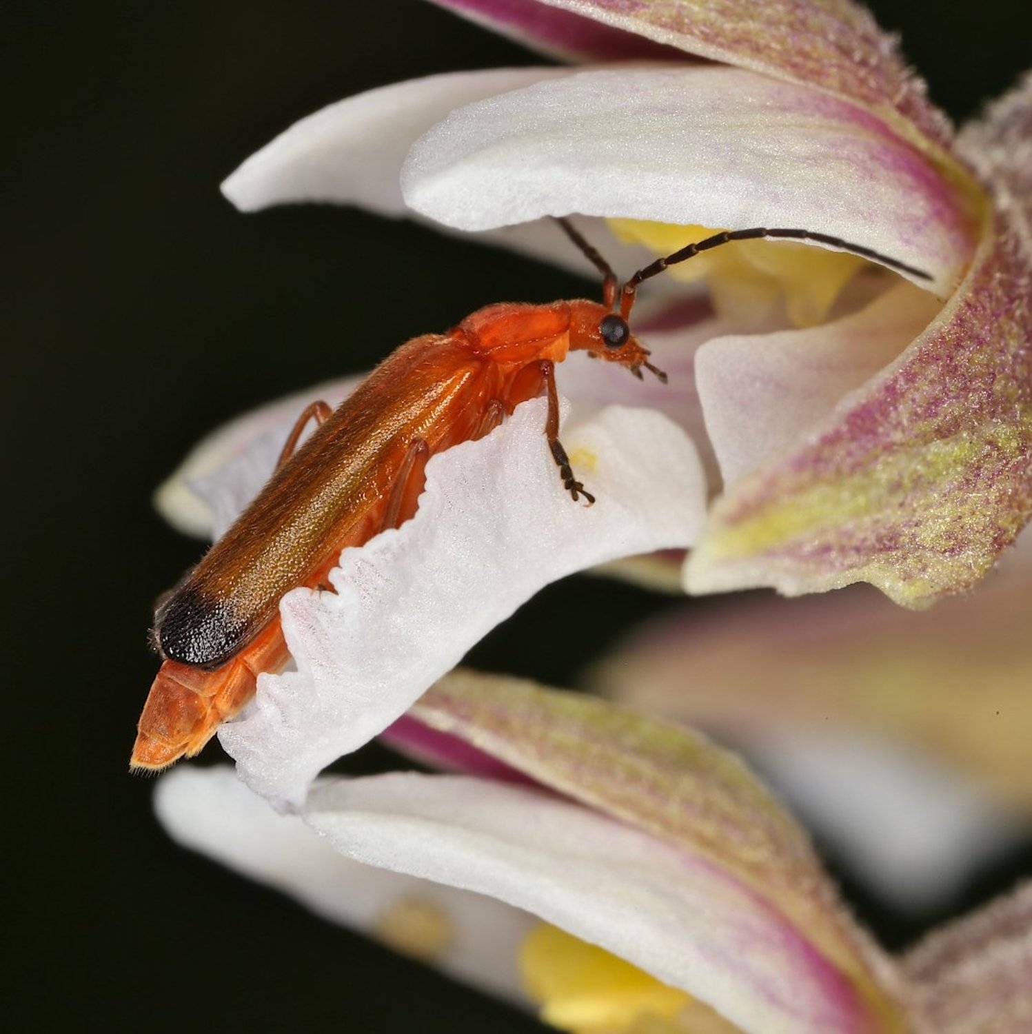 орхидея,опыление., Александр Зорин