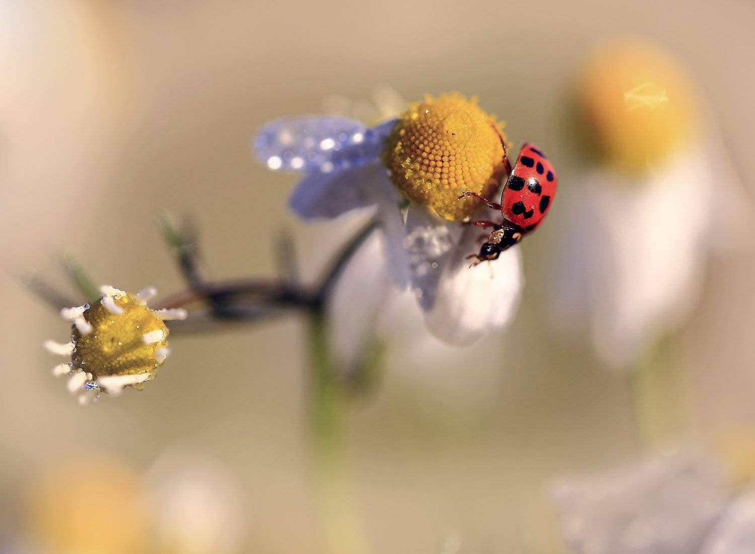 Утро,солнце,поле,ромашка,божья коровка., Viktor Schneider