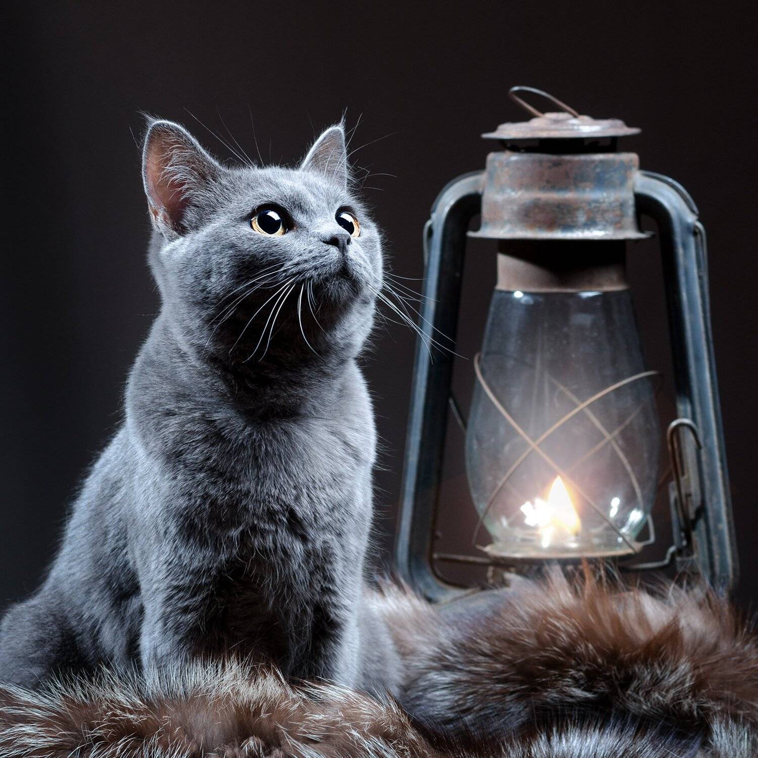 , Вячеслав Владимирович