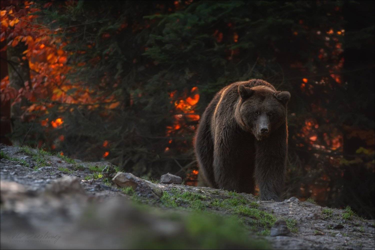 карпаты, синевир, бурый медведь, центр реабилитации бурого медведя, осень, bear^, карпаты, водопад, шипот, украина, осень, горы, фототур по карпатам, влад соколовский, phototravel.pro, лумшоры, синевир, каменка, гук, ясиня, лазещина, петрос, говерла, горы, Влад Соколовский