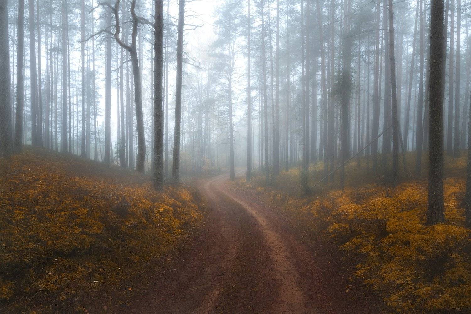 Лес, осень, Павел Попов