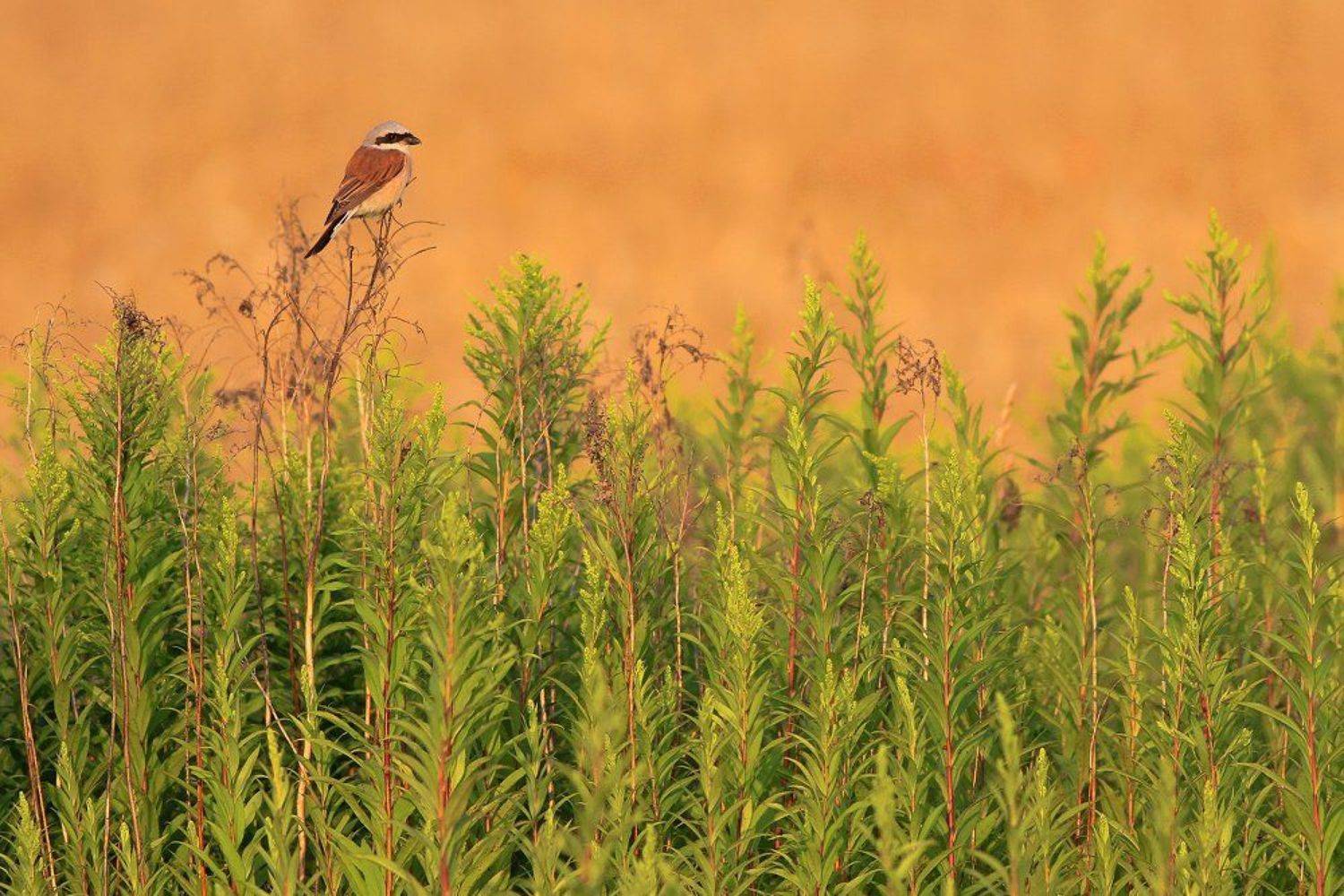 birds,wildlife,animal,wild,scene,bird,nature,beauty,natural,fields,evening,spring, Piotr G&oacute;rny
