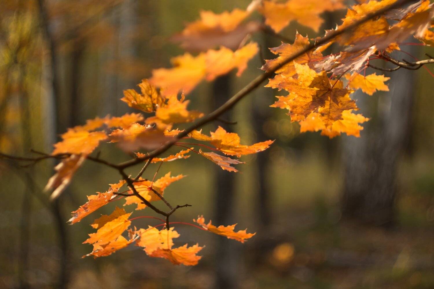 , Руслан Востриков