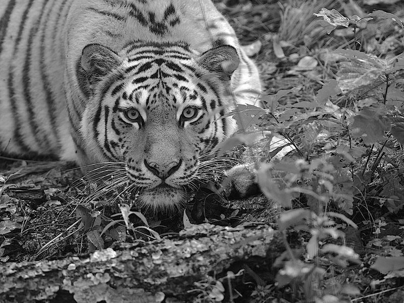 уссурийский тигр фото превью