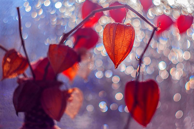 Про физалис. фото превью