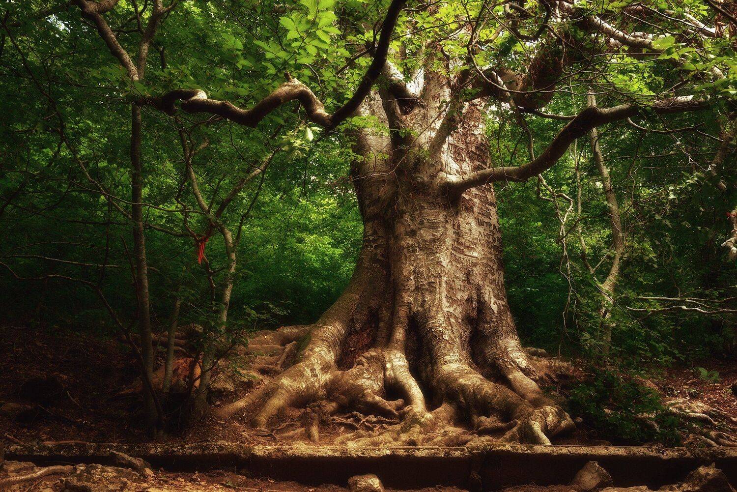 крым, лес, бук, Алексей Никонов