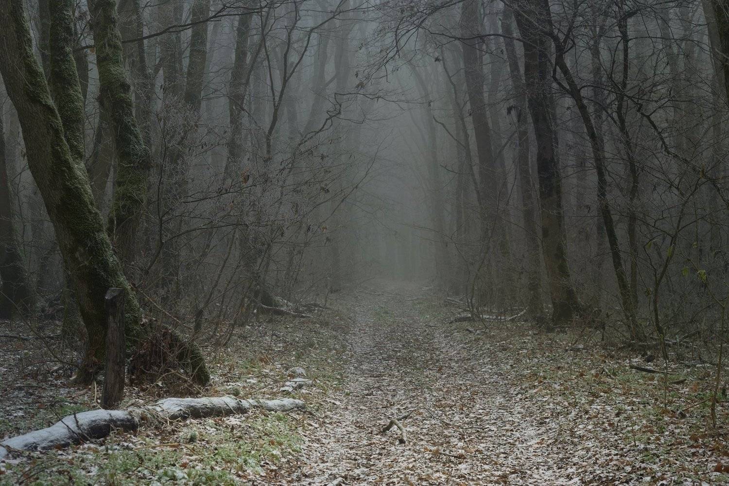 осень рассвет лес листва туман, Александр Жарников