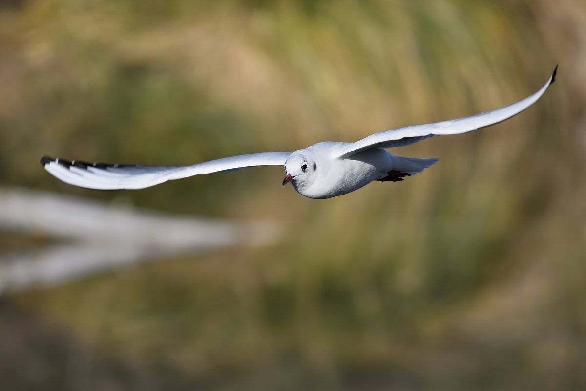 птицы birds, Jaroslav Mego