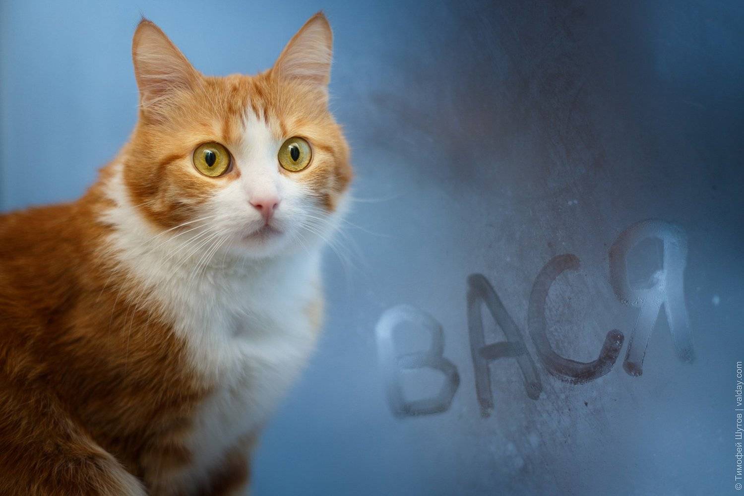 , Тимофей Шутов