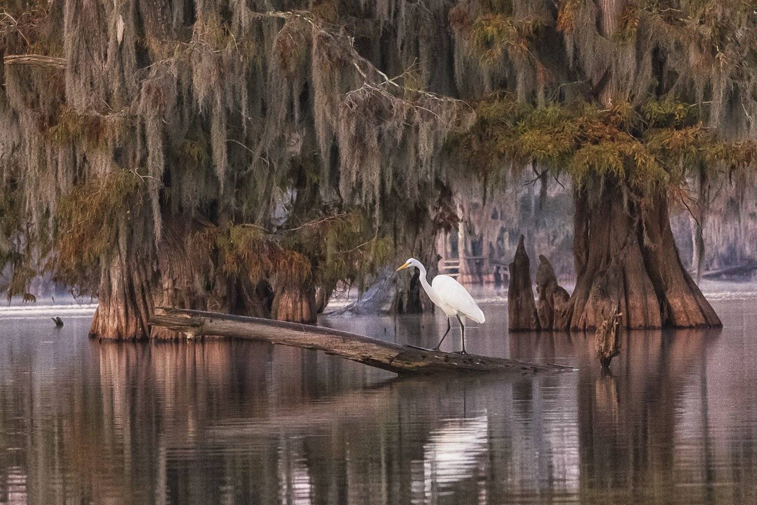 кипарис, болото, осень, цапля, Марина Маликова