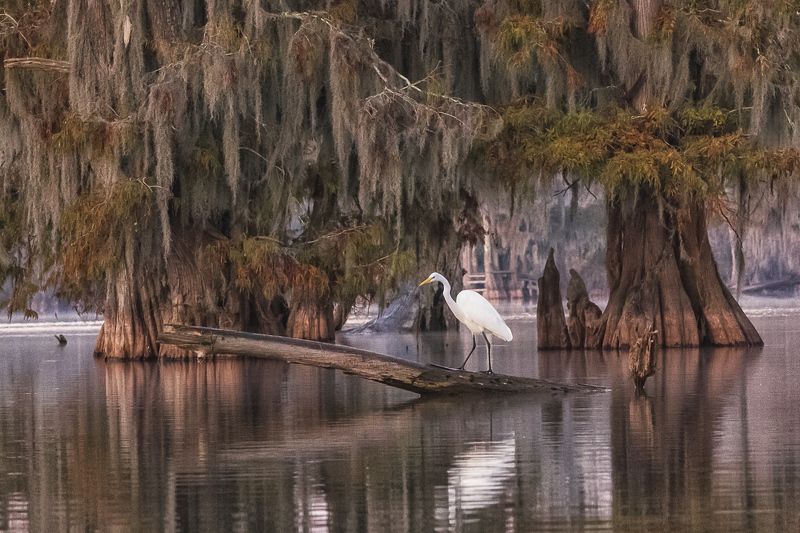 кипарис, болото, осень, цапля Цапля в интерьере фото превью