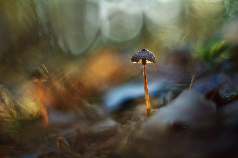 In the forest фото превью