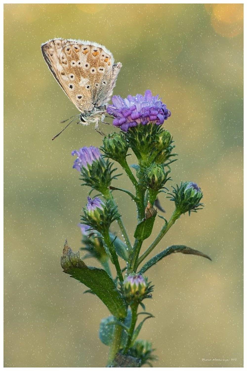 macro nature butterfly, Ryszard Lal