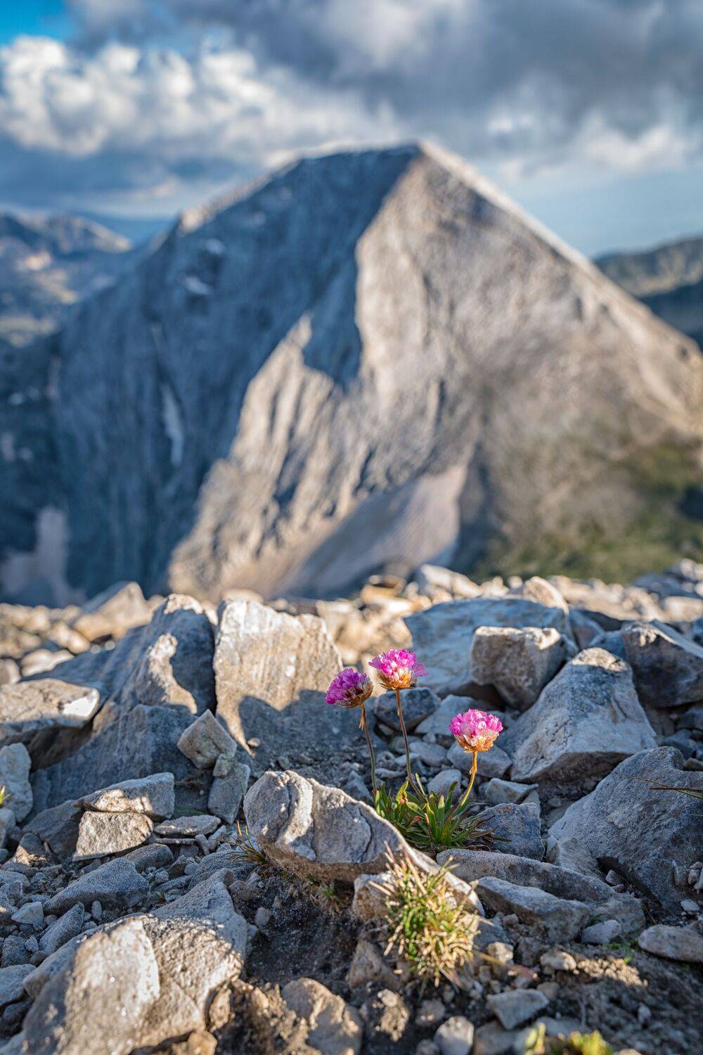 , Пламен Куденко