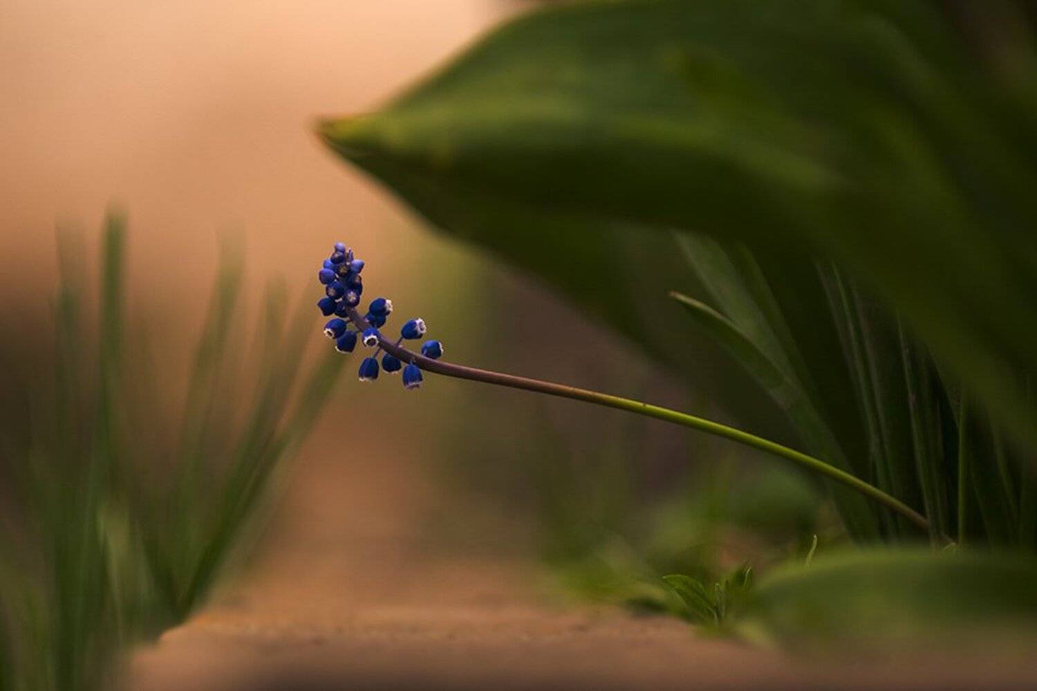 macro,макро, Евгений Лукашук