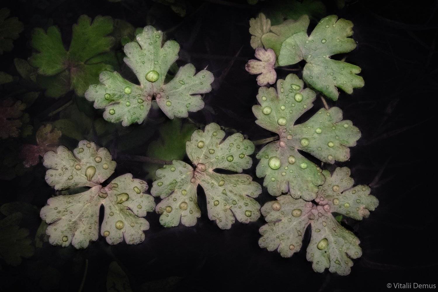 осень, вода, листья, абстракция, крупный план, Виталий Демус