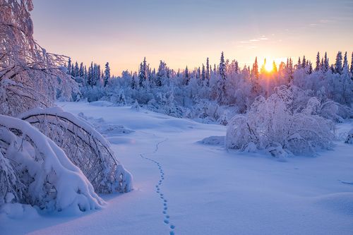 Морозное утро