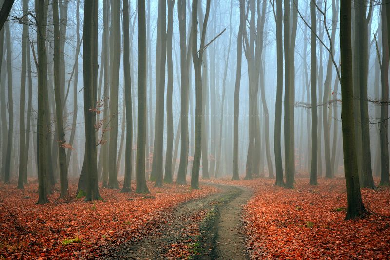 mysterious forest path road autumn fall foggy morning mist dark trees dranikowski magic Mysterious Forest фото превью