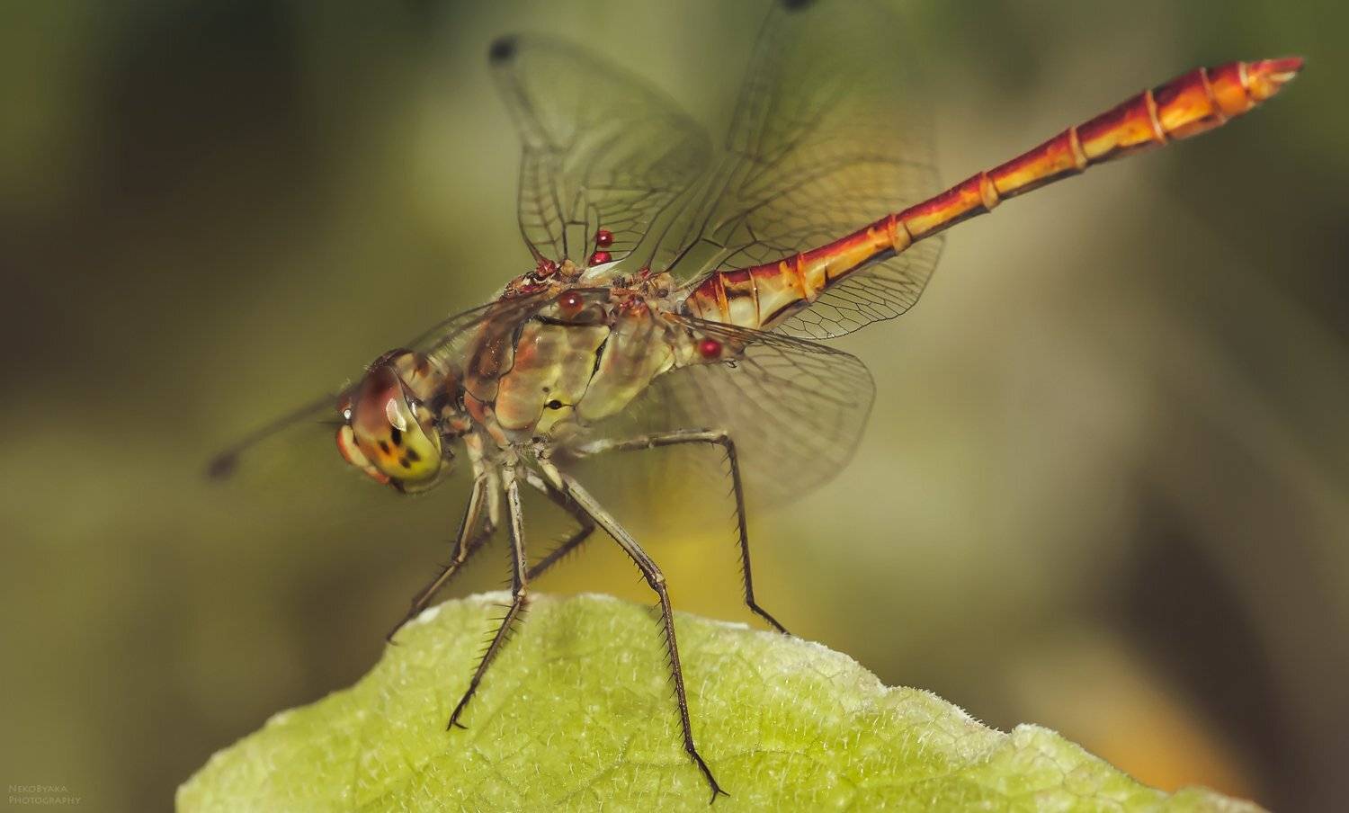 макро, природа, насекомые, паразиты, стрекоза, macro, nature, insects, parasites, dragonfly,, Тараненко Анжелика